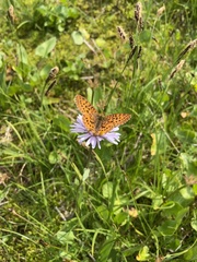 Boloria
