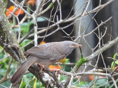 Argya striata