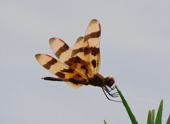Celithemis eponina