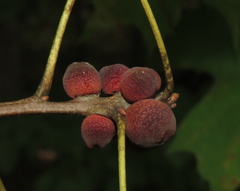 Kokkocynips imbricariae
