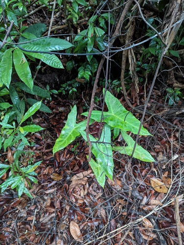 Alocasia longiloba