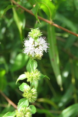 Mentha aquatica