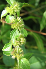 Mentha aquatica