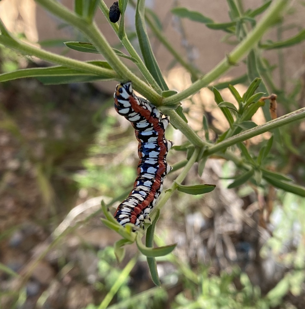 Cucullia dorsalis in August 2022 by blw30 · iNaturalist