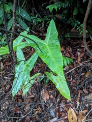 Alocasia longiloba