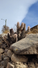 Austrocylindropuntia shaferi