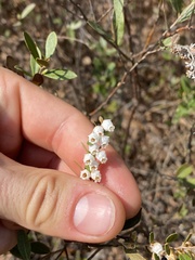 Chamaedaphne calyculata