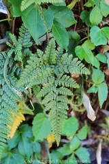 Davallia griffithiana