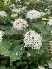 Cornus sanguinea