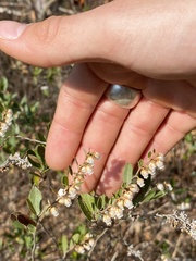 Chamaedaphne calyculata