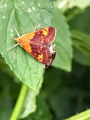 Pyrausta orphisalis