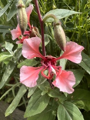 Clarkia unguiculata