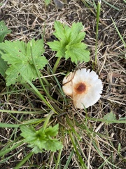 Leucoagaricus rubrotinctus