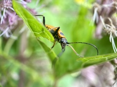 Chauliognathus pensylvanicus