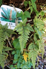 Davallia griffithiana