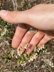 Chamaedaphne calyculata