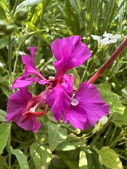 Clarkia unguiculata