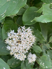 Cornus sanguinea
