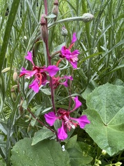 Clarkia unguiculata