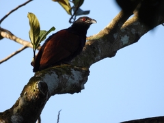 Centropus sinensis