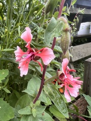 Clarkia unguiculata