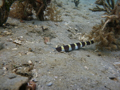 Leiuranus semicinctus