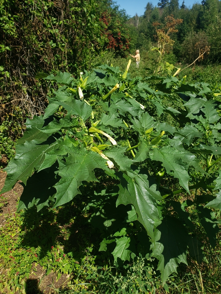 jimsonweed (Datura stramonium)  iNaturalist