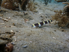 Leiuranus semicinctus