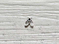 Lepiseodina conspicua