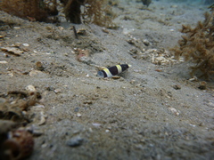 Leiuranus semicinctus