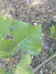 Populus nigra