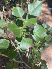 Populus nigra