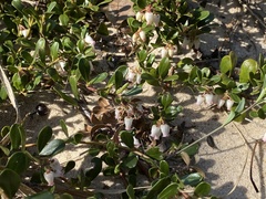 Arctostaphylos uva-ursi