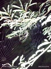 Nephila pilipes