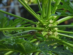 Psilopogon viridis