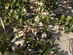 Arctostaphylos uva-ursi