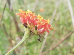 Peucetia viridans