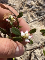 Arctostaphylos uva-ursi