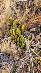 Phlegmariurus saururus