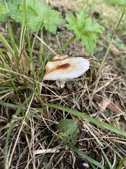 Leucoagaricus rubrotinctus