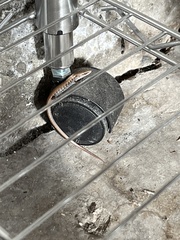 Elgaria multicarinata