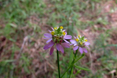 Polygala curtissii