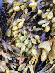 Fucus spiralis