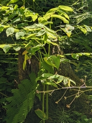 Streptopus amplexifolius