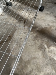 Elgaria multicarinata