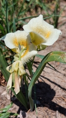 Calochortus subalpinus