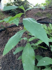 Eurybia