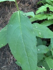 Eurybia