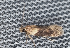 Chionodes mediofuscella