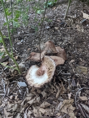 Leucoagaricus americanus